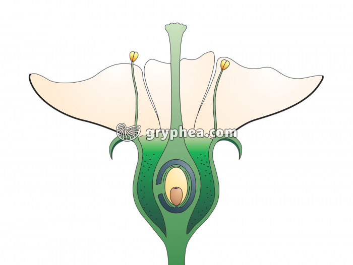 Cerisier - Fleur en CL (infographie) - Formation de la cerise - gryphea.org